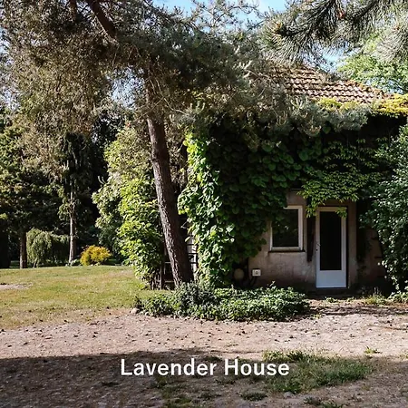 Lavender House