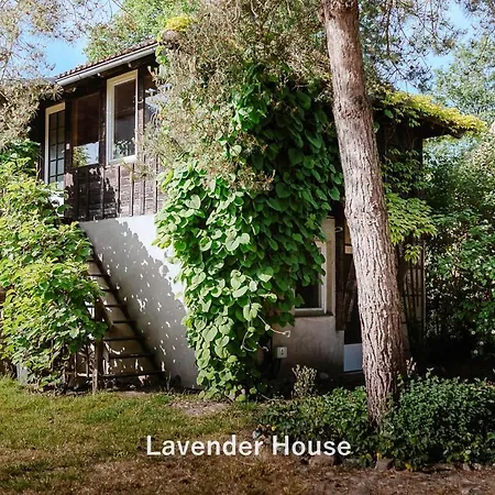 Lavender House