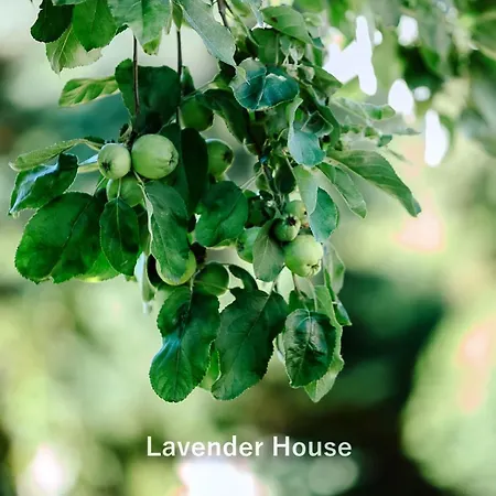 Lavender House