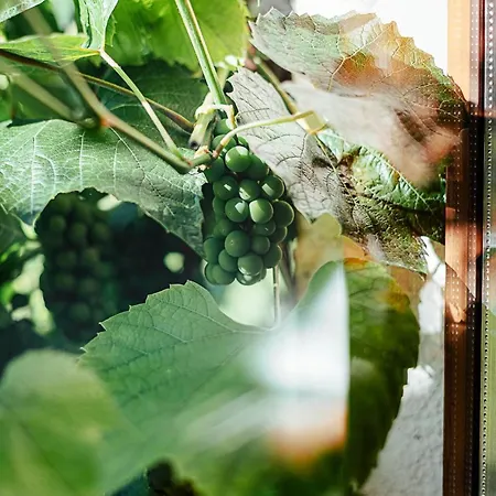 Lavender House Apartamento Osieki (Koszalin)