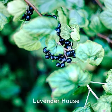Lavender House *