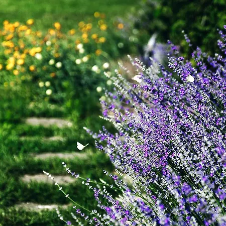 Apartamento Lavender House