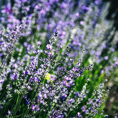 Lavender House Apartamento *