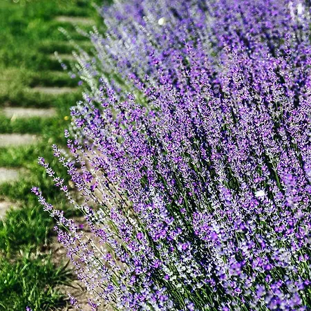 Lavender House * Osieki (Koszalin)