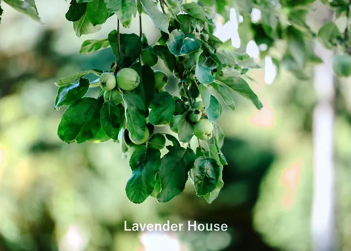 Lavender House