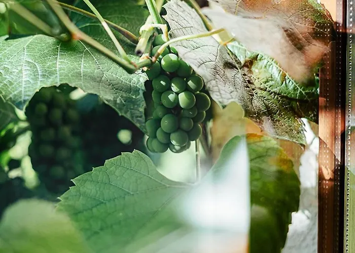 Lavender House Apartment Osieki (Koszalin)