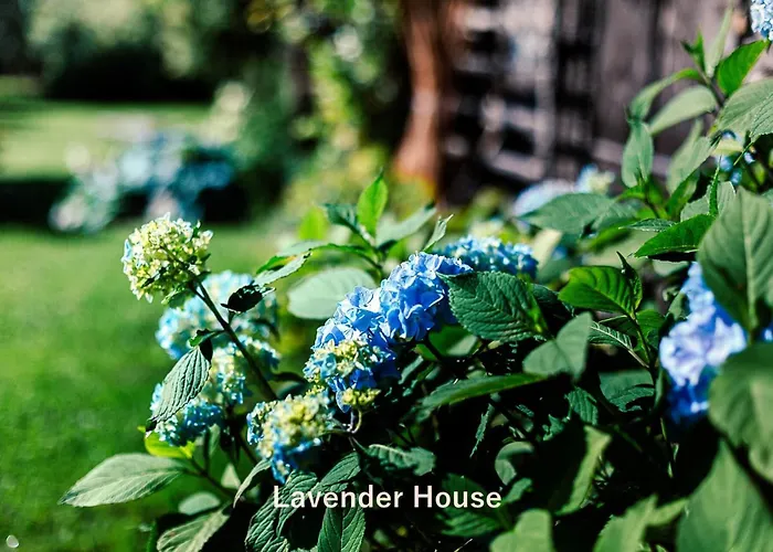 Apartment Lavender House