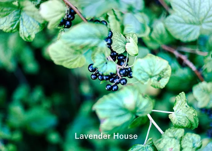 Lavender House *