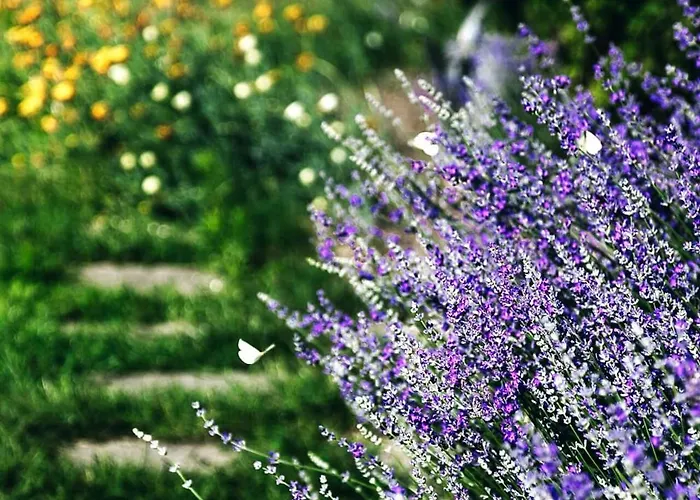 Apartment Lavender House