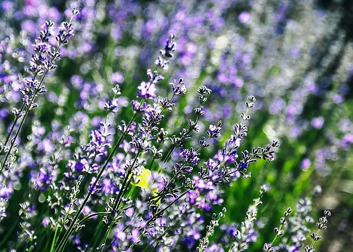 Lavender House Apartment *