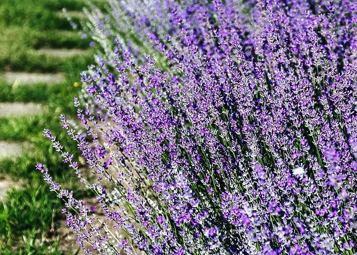 Lavender House * Osieki (Koszalin)